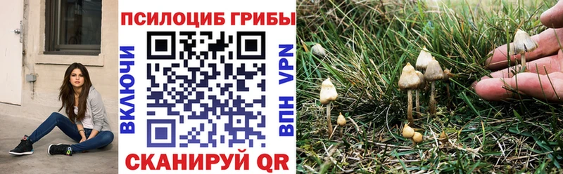 продажа наркотиков  Сусуман  Галлюциногенные грибы Psilocybe 
